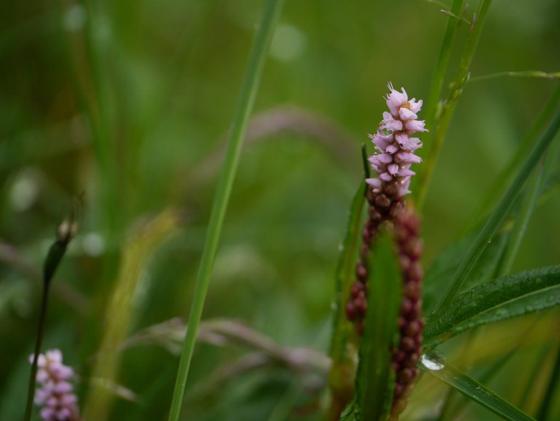 Alpine Bistort (Bistorta vivipara)