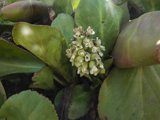 Himalayan Bergenia (Bergenia stracheyi)