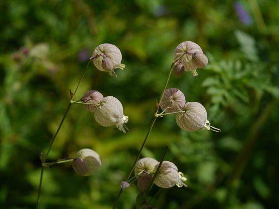Bladder Campion (Silene vulgaris)