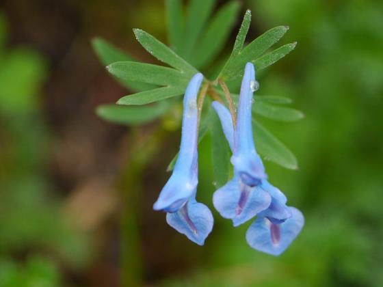 Blue Corydalis (Corydalis cashmeriana)
