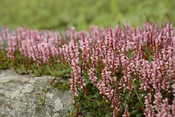 Blueberry-leaved Bistort (Bistorta vacciniifolia)