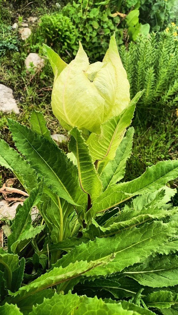 Brahma Kamal (Saussurea obvallata), photographed in MJM2+82, Hemkund, Uttarakhand 246443, India