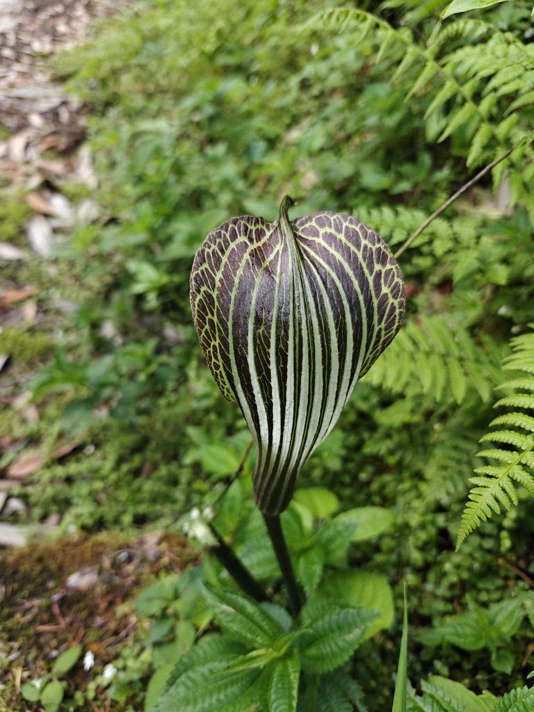 Cobra Lily (Arisaema propinquum), photographed in 中国西藏自治区日喀则市聂拉木县