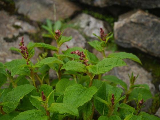 Dock-leaf Knotweed (Koenigia rumicifolia)