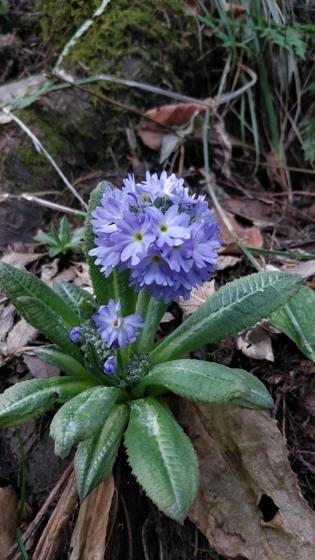 Drumstick Primula (Primula denticulata)