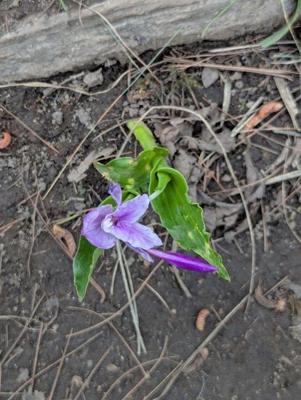 Dwarf Kakoli (Roscoea alpina)