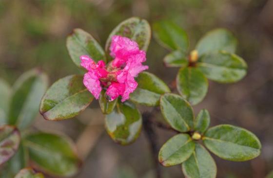 Aromatic Dwarf Rhododendron (Rhododendron anthopogon)