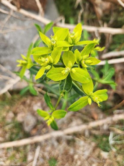 Himalayan Spurge (Euphorbia wallichii)