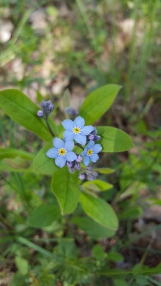Forget-me-not (Myosotis (M. sylvatica and relatives))