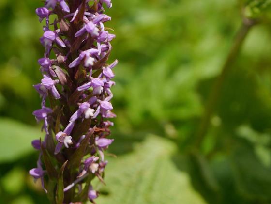 Himalayan Fragrant Orchid (Gymnadenia orchidis)