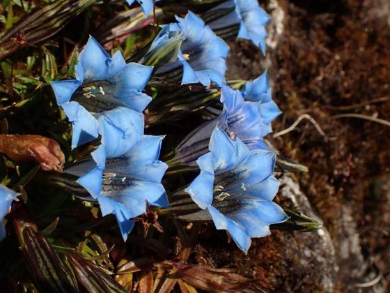 Decorated Gentian (Gentiana ornata)