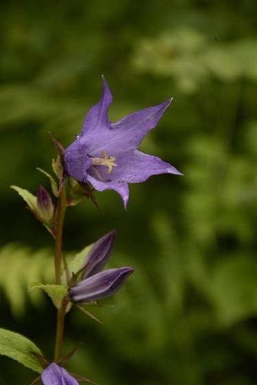 Giant Bellflower (Campanula latifolia)