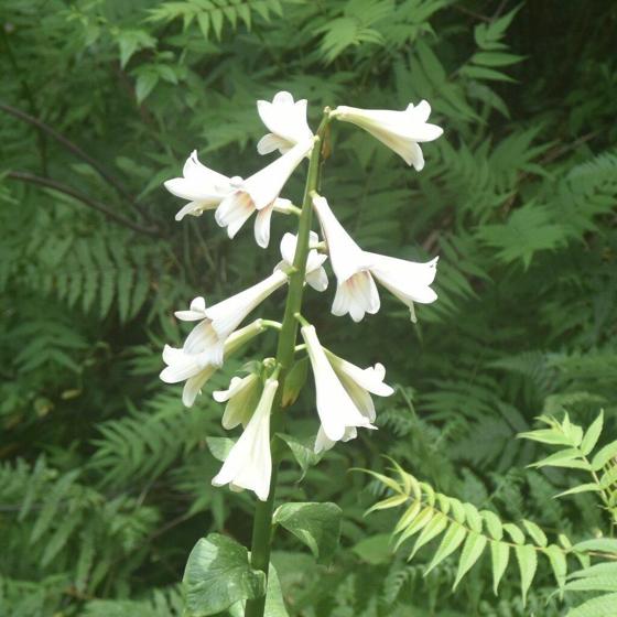 Giant Himalayan Lily (Cardiocrinum giganteum)