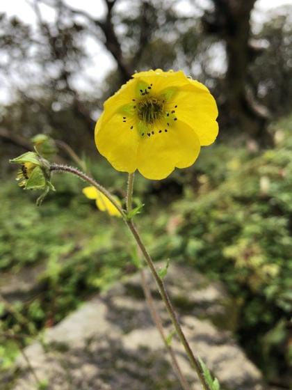 High Avens (Geum elatum)