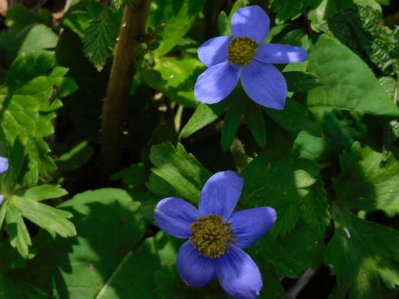 Himalayan Anemone (Anemonastrum obtusilobum)