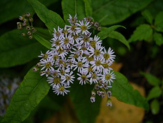 Himalayan Aster (Aster albescens)
