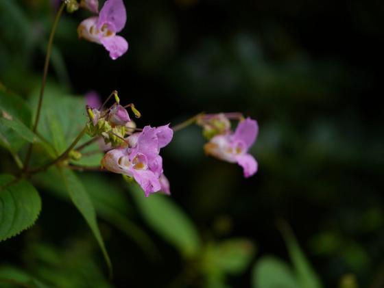 Gigantic Himalayan Balsam (Impatiens sulcata)