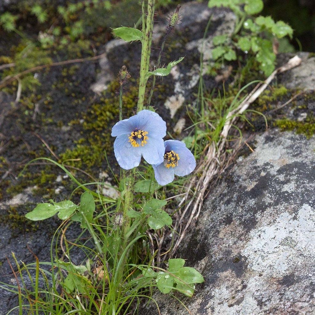 Himalayan Blue Poppy (Meconopsis aculeata), photographed in Uttarakhand 246443, India