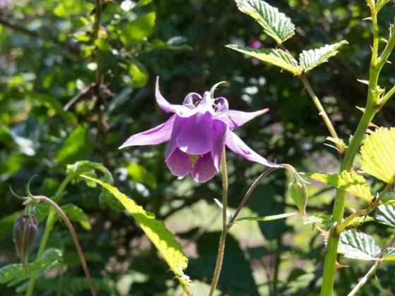 Himalayan Columbine (Aquilegia pubiflora)
