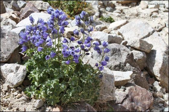 Musk Larkspur (Delphinium brunonianum)
