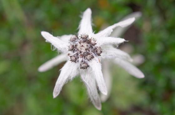 Himalayan Edelweiss (Leontopodium himalayanum)