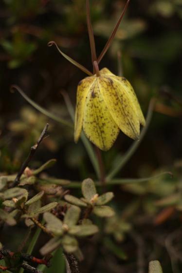 Himalayan Fritillary (Fritillaria roylei (= F. cirrhosa))