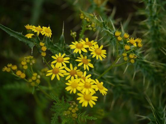 Himalayan Golden Daisy (Jacobaea analoga)