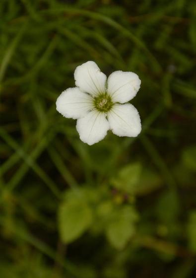 Himalayan Grass-of-Parnassus (Parnassia nubicola)