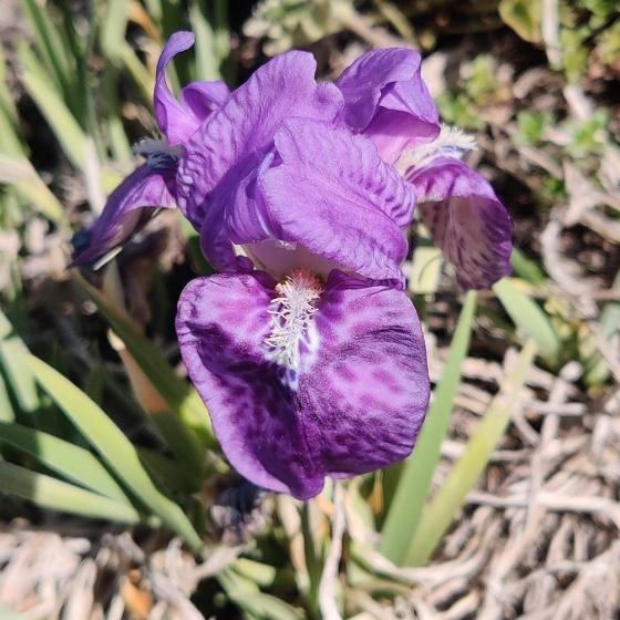 Kumaon Iris (Iris kemaonensis)