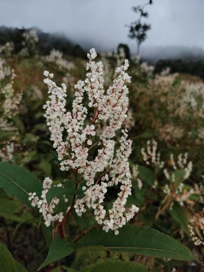Himalayan Knotweed (Koenigia polystachya)