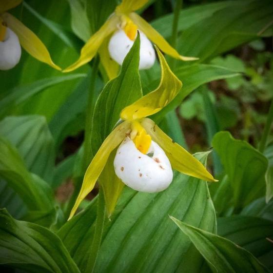 Himalayan Lady's Slipper (Cypripedium cordigerum)