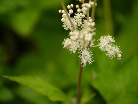 Himalayan Meadowsweet (Filipendula vestita)