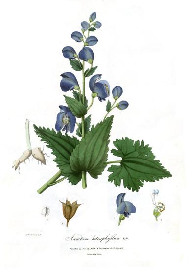 Atis Monkshood (Aconitum heterophyllum)