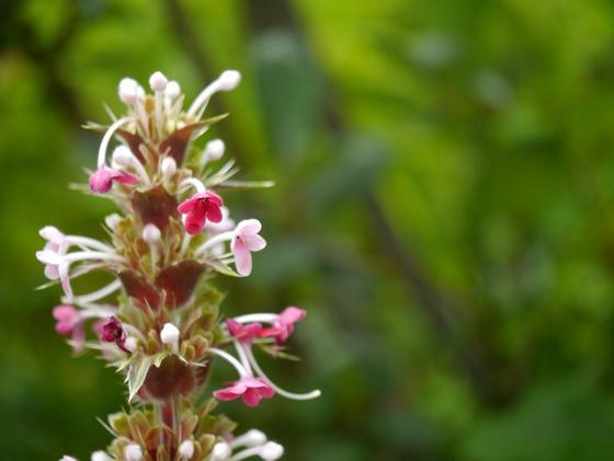 Himalayan Whorlflower (Morina longifolia)