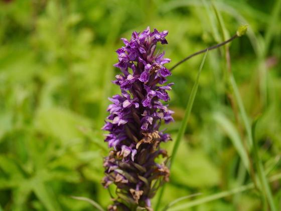 Himalayan Marsh Orchid (Salam Panja) (Dactylorhiza hatagirea)