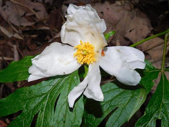 Himalayan Peony (Paeonia emodi)