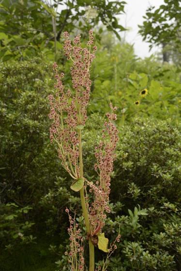 Himalayan Rhubarb (Rheum australe (= R. emodi))