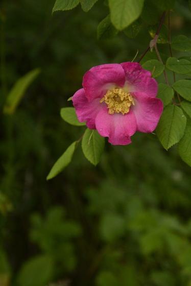 Himalayan Rose (Rosa macrophylla)