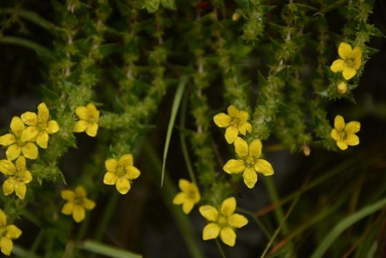 Spiny-leaf Saxifrage (Saxifraga brachypoda)