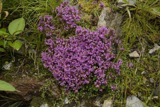 Himalayan Thyme (Thymus linearis)