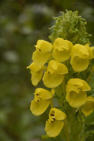 Hoffmeister's Lousewort (Pedicularis hoffmeisteri)