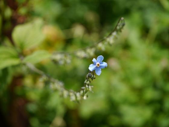 Hooked Stickseed (Hackelia uncinata)