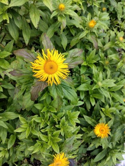 Himalayan Inula (Inula barbata (often listed as I. grandiflora))
