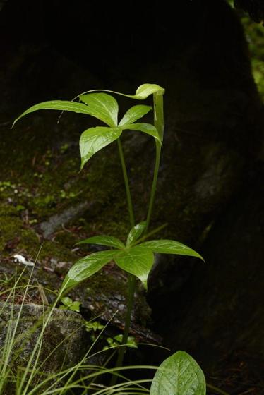 Jacquemont's Cobra Lily (Arisaema jacquemontii)