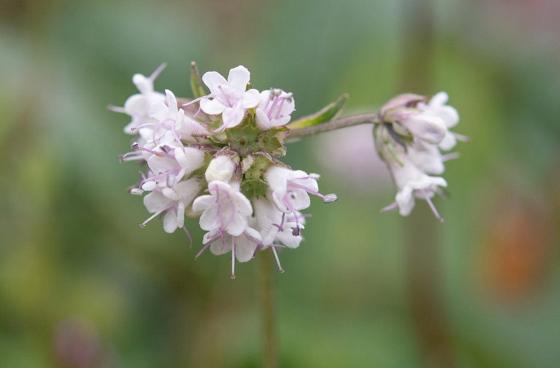 Jatamansi (Spikenard) (Nardostachys jatamansi)