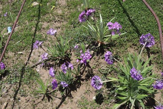 Large-leaved Primrose (Primula macrophylla)