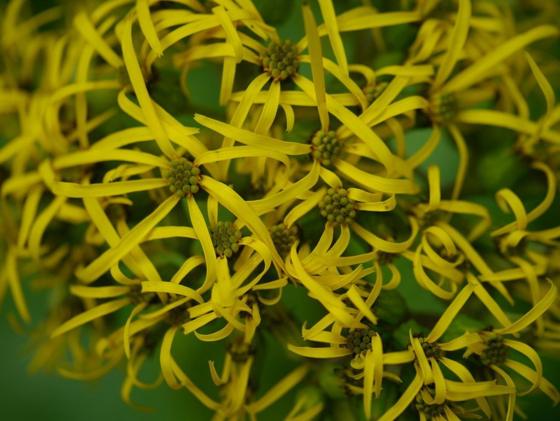 Ligularia (Ligularia amplexicaulis)