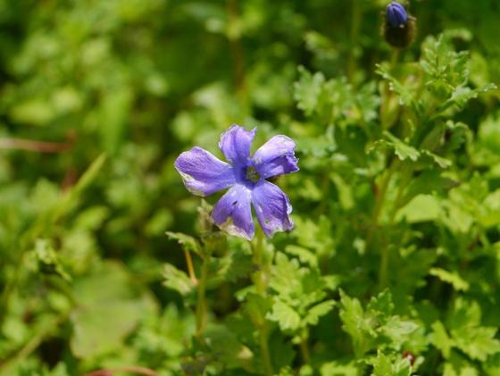Lobed Cyananthus (Cyananthus lobatus)