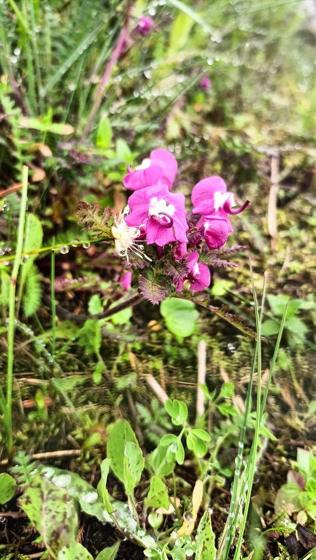 Long-tubed Lousewort (Pedicularis siphonantha)