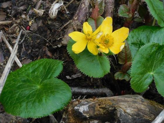 Marsh Marigold (Caltha palustris)